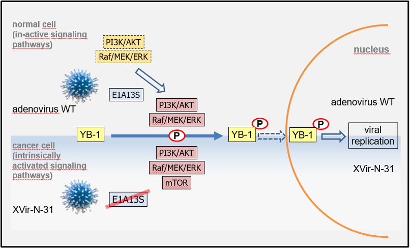 Abbildung 2: Durch die aktiven onkogenen Signalwege PI3/AKT/MEK/ERK repliziert XVir-N-31 ausschließlich in Tumorzellen