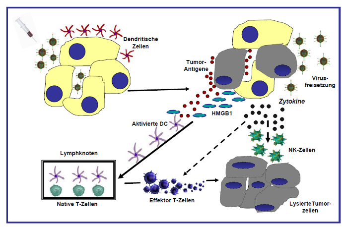 Abbildung 4: Schematische Darstellung der Mechanismen zur Immunantwort einer YB-1 basierten Virotherapie. Onkolytische YB-1 abhängige Adenoviren induzieren eine Tumorlyse, die einhergeht mit der Freisetzung von Tumorantigenen, Gefahrenmolekülen (z.B. HMGB1) und Zytokinen, die eine systemische Immunantwort gegen den Tumor auslösen