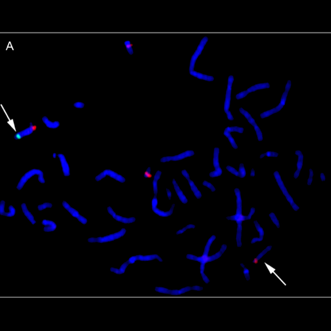 NEWS_mtDNA-insertion.jpg