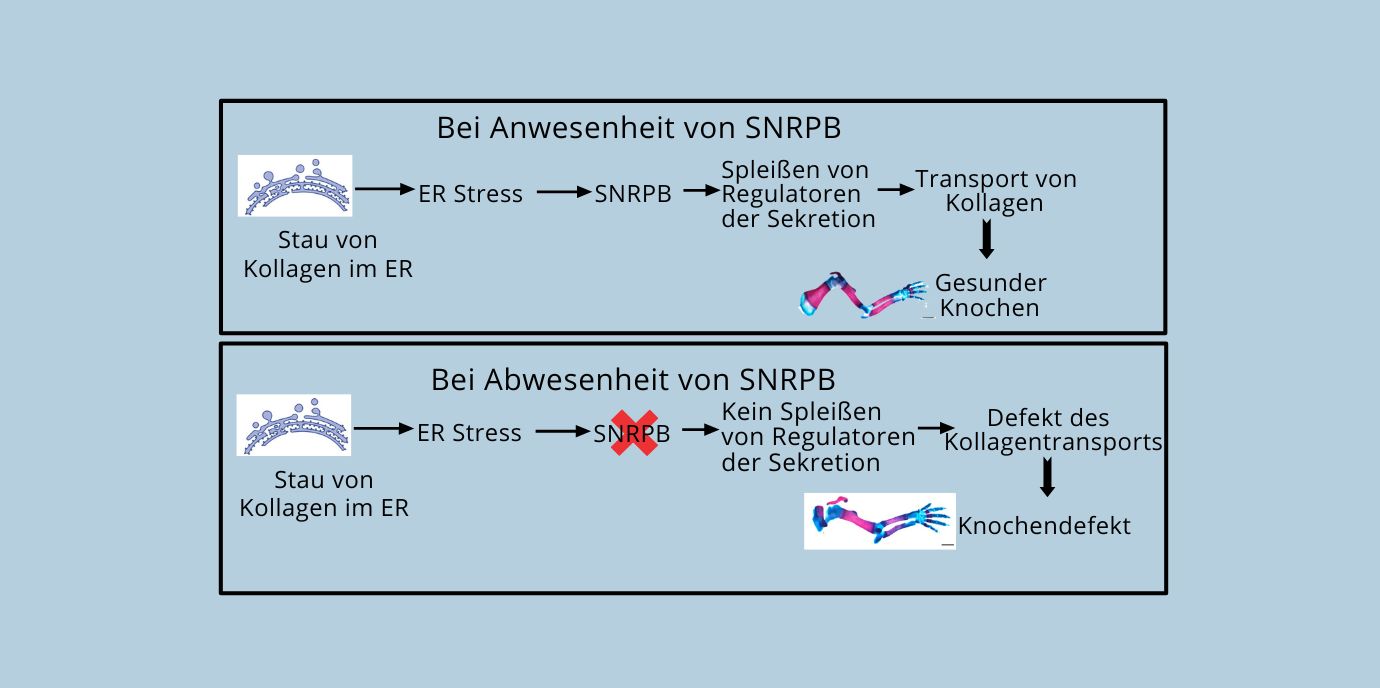 SNRPB.jpg