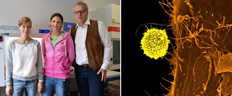 Intrazellulärer Immunkontrollpunkt NR2F6: neuer Lichtblick in der Krebstherapie