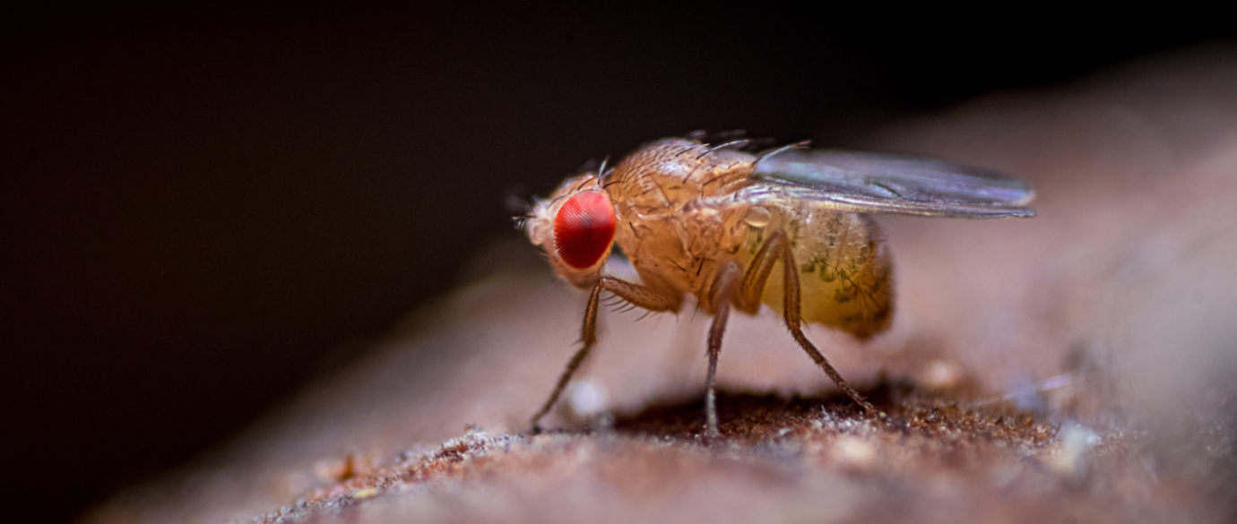 drosophila