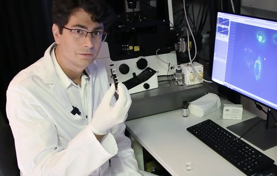 Gestresste Zellen im Labor liefern neue Erkenntnisse