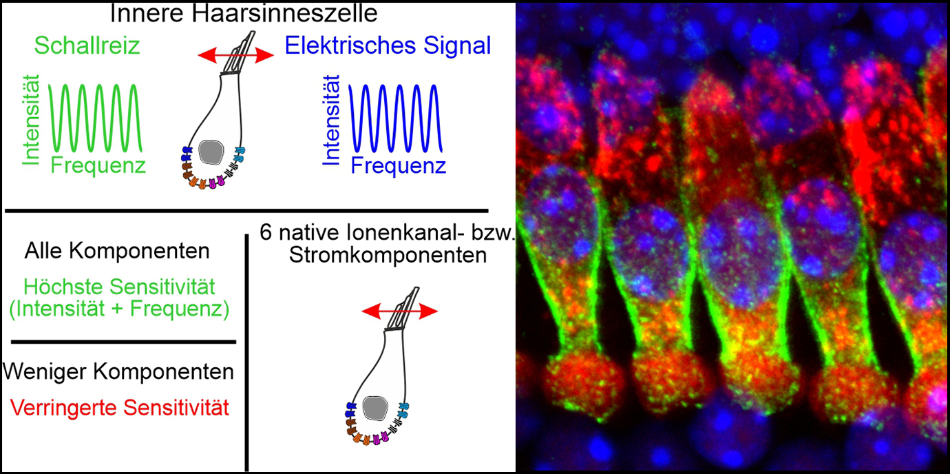 Neue Erkenntnisse zu den molekularen Grundlagen des Hörens