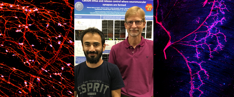 Zweit-Job für den Skelettmuskel Kalziumkanal in der Synapsen-Bildung