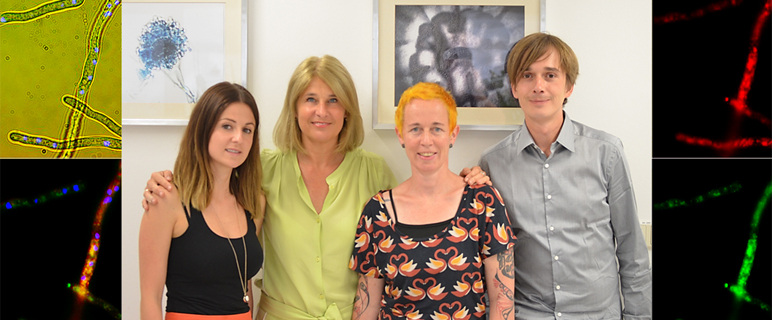 Neue Angriffspunkte für die Therapie von Pilzinfektionen