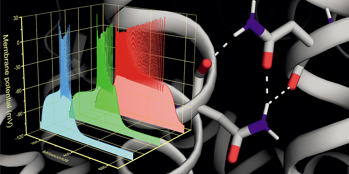 Kalziumkanal: Krankheitsgen für neuronale Entwicklungsstörung