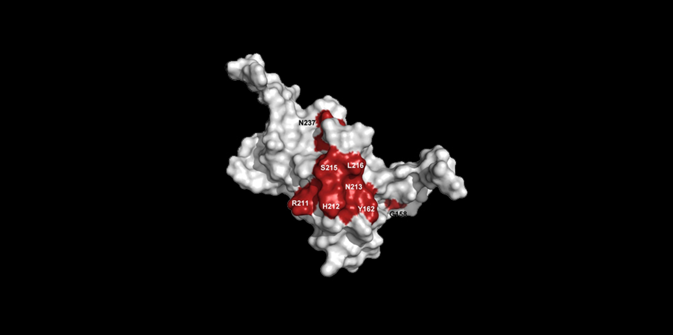 Innovatives Wirkstoffdesign für die Modulation von Transkriptionsfaktoren