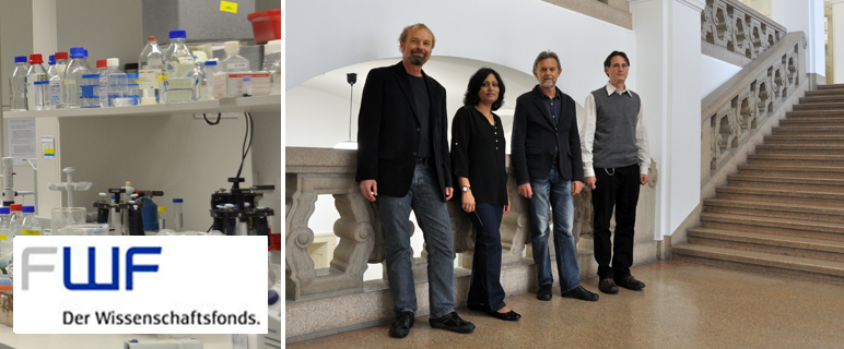 FWF-Fördermittel für drei neue Projekte an der Medizinischen Universität Innsbruck