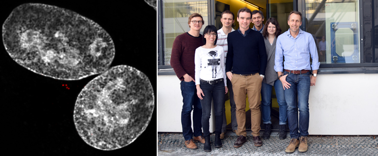 Neuer Mechanismus zur gezielten Aktivierung des Tumorsuppressors p53 entschlüsselt