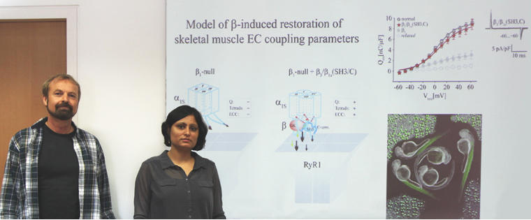 Messbare Initialzündung für Muskelkontraktion 