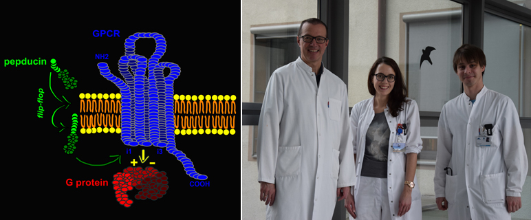 Nachgewiesen: Innovativer therapeutischer Effekt für schwere Lebererkrankung