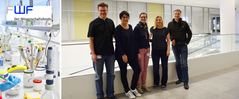 Fünf neue internationale FWF-Projekte an der Medizinischen Universität Innsbruck