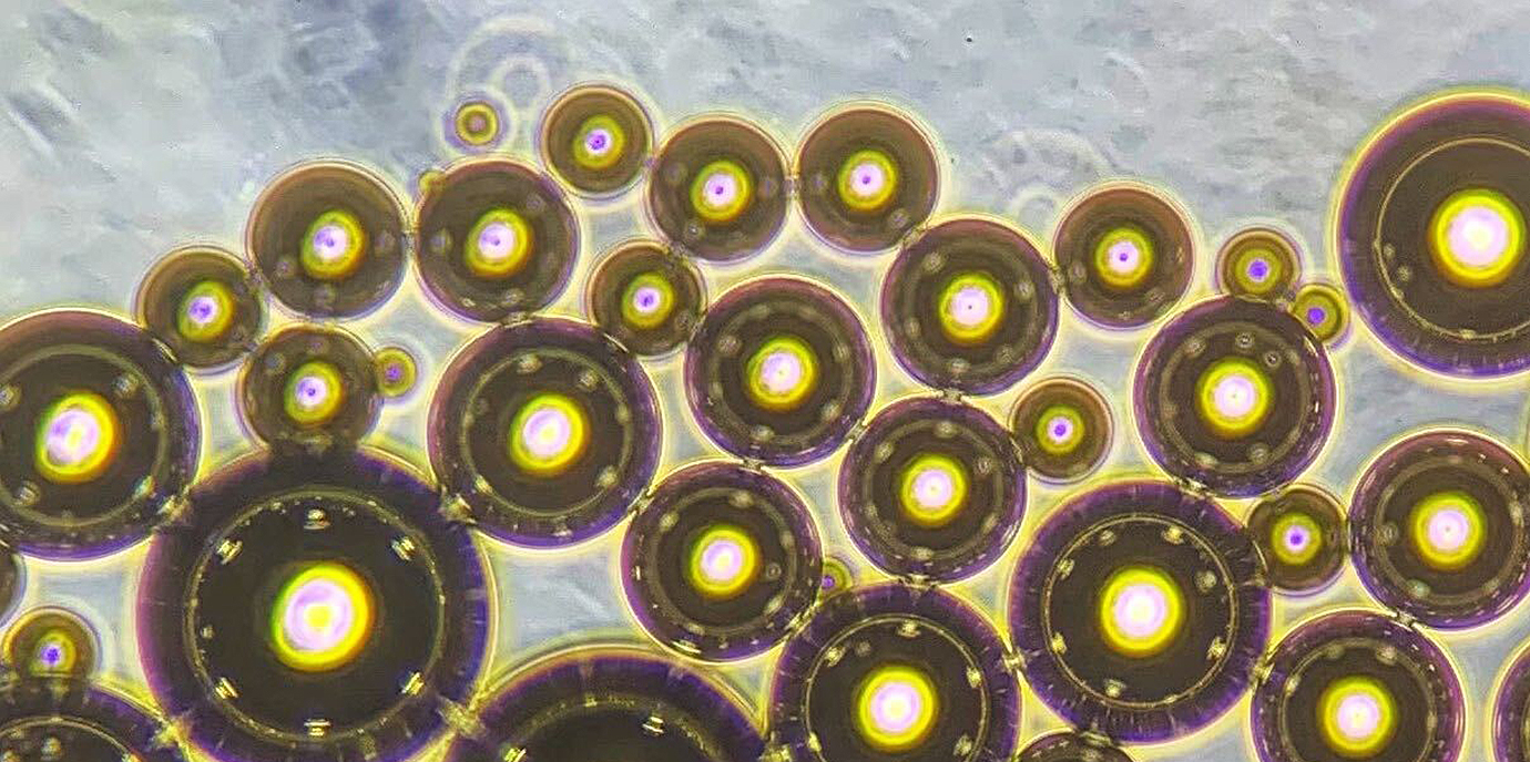 Wie die mitochondrielle Membran-Architektur reguliert wird