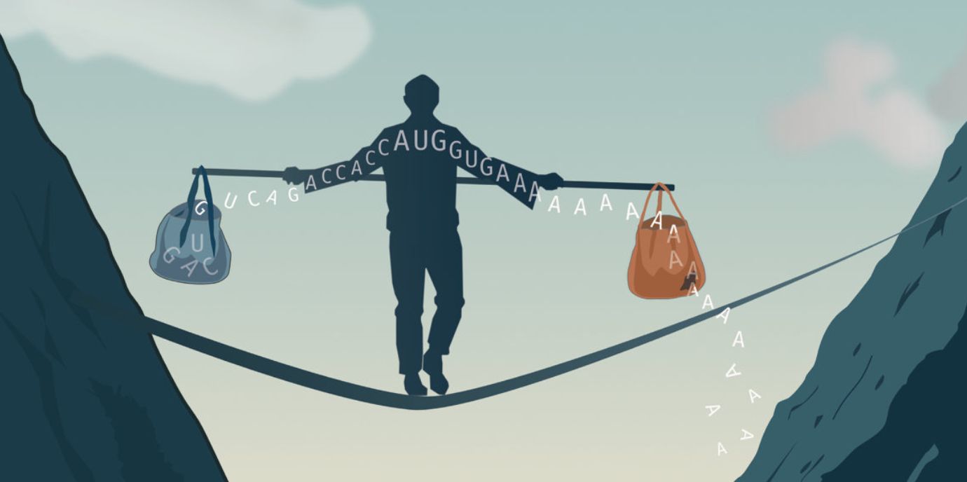 Wie Zellen ihre mRNA während der Differenzierung im Gleichgewicht halten