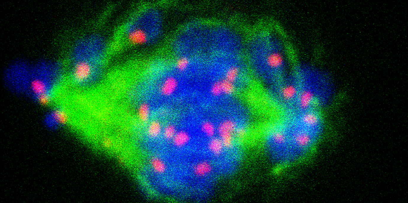 Zellteilung: Kleine Modifikation mit großer Wirkung