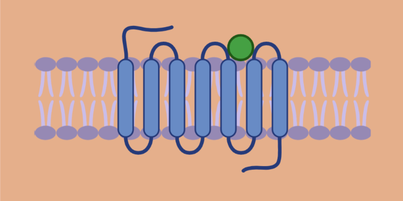 P2Y11 Rezeptor: Beschützer und Entzündungshemmer