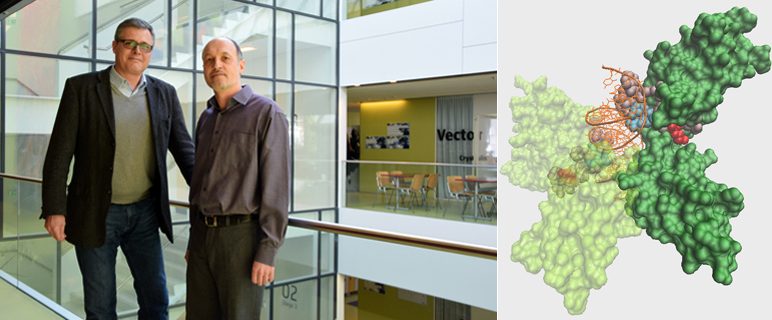 Neuer Entzündungsmechanismus birgt Therapiepotenzial