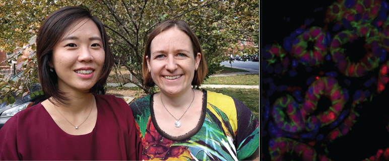 Genetische Einblicke in den Lebenszyklus der Brustdrüse