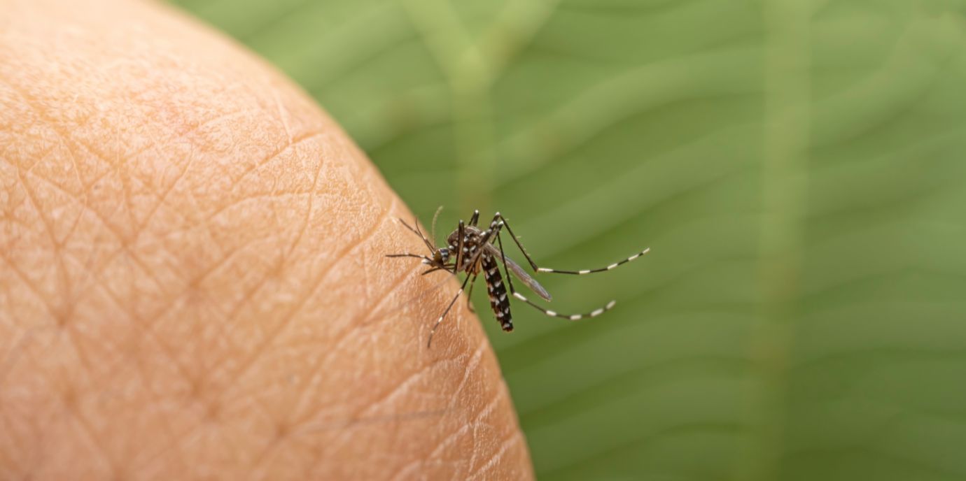Wie Zika-Viren Wirt und Überträger zum eigenen Vorteil manipulieren