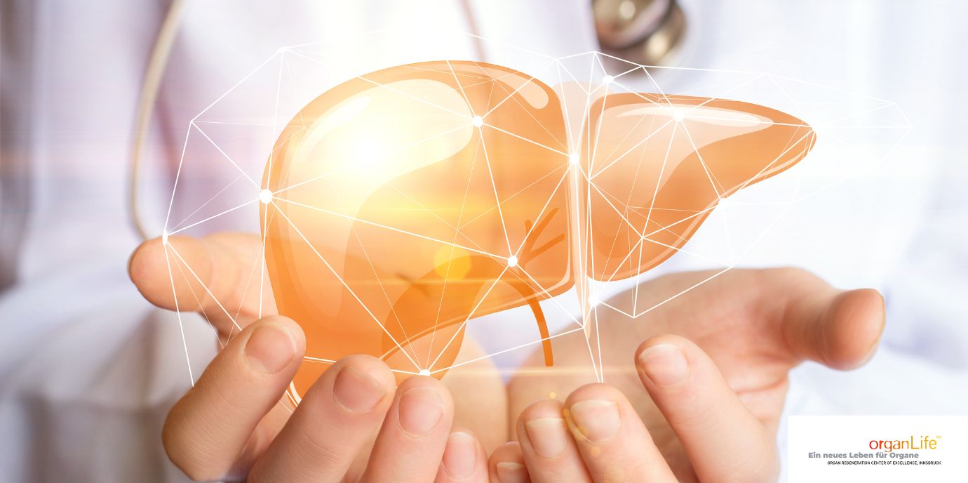 So „ticken“ Spenderlebern während der Maschinenperfusion