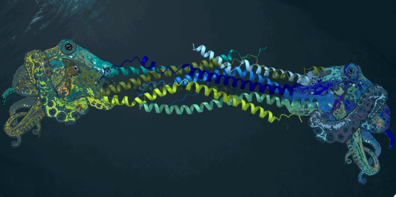 Wie zwei Tintenfische, die ihre Tentakel ineinander verschlingen, zeigt dieses Bild den hybriden BORC–BLOC-1-Komplex – eine dynamische molekulare Maschine, die Zellen dabei hilft, ihren internen Transport fein abzustimmen. Defekte in diesen Strukturen stehen im Zusammenhang mit neurologischen Entwicklungsstörungen und Krebserkrankungen. (Kunstkonzept und Ausführung von Isabel Singer (Co-Autorin)) paper_huber.png