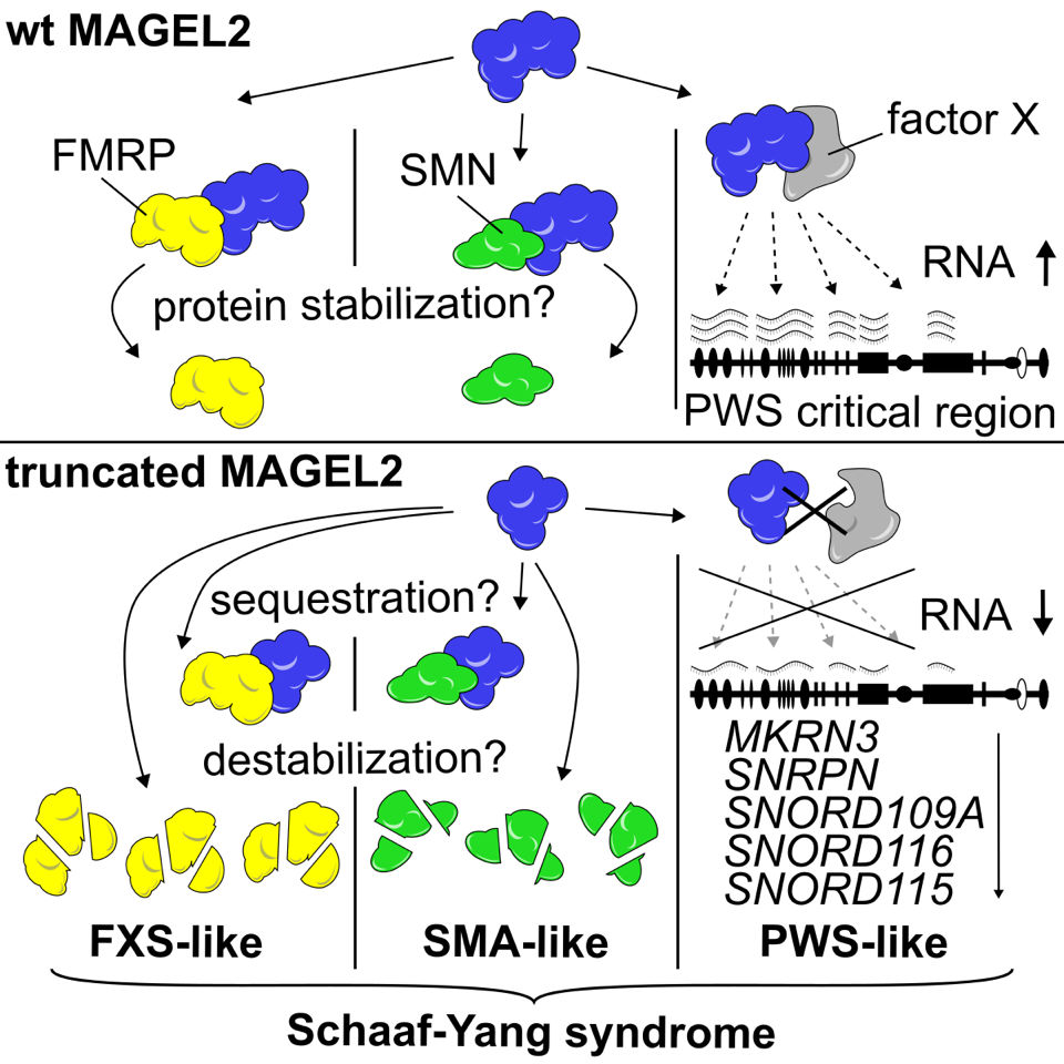 BU: Grafische Darstellung des Forschungswegs (Bild: American Journal of Human Genetics)