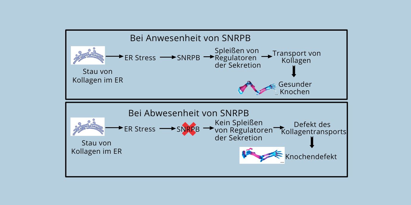 Team um Hesso Farhan identifizierte Zusammenhang von Protein-Homöostase und einer seltenen Knochenerkrankung