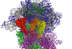 David versus Goliath: Eine winzige RNA blockiert den Ribosomen Giganten