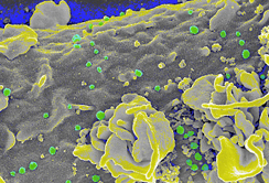 29. April: Weltweiter Tag der Immunologie