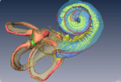 4. HNO-Wissenschaftstag: Vernetzung von Klinik und Forschung