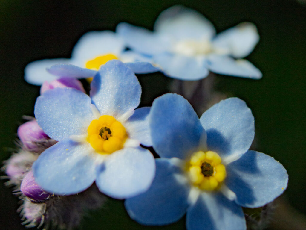 Blau-gelbe Blumen auf dunklem Hintergrund