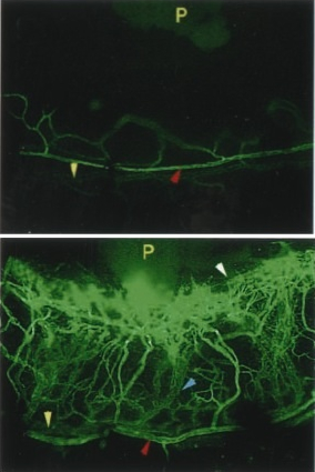 FC_SNAngiogenesis.jpg